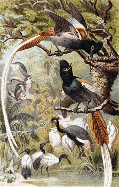 Paradise Flycatchers, plate from 