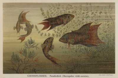 Paradise Fish by German School