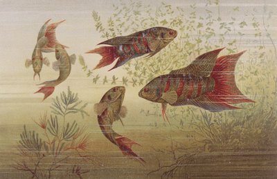 Paradise Fish, plate from Brehms Tierleben by German School