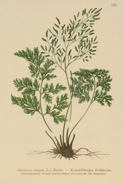 Parsley Fern by German School