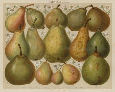 Pears by German School