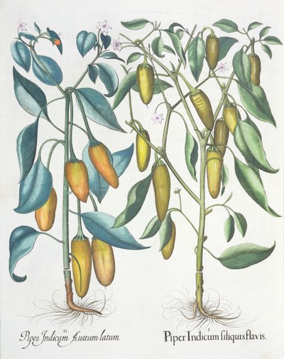 Peppers, from the Hortus Eystettensis by Basil Besler, pub. 1613 by German School