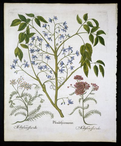 Persian Lilac or Pride of India, and Achillea Millefolium (Soldier
