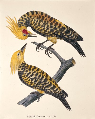 Picus Flavescens, from 