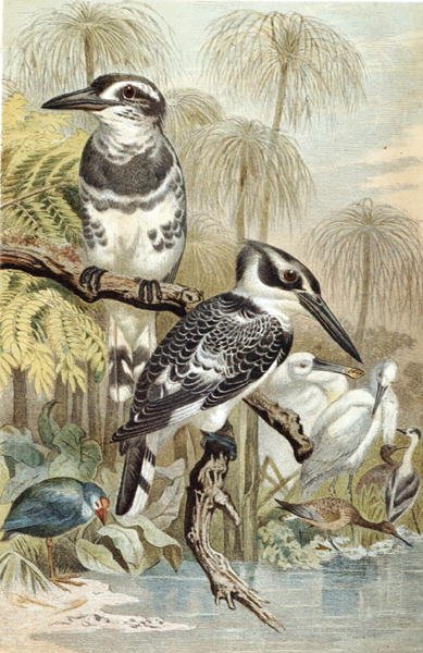 Pied Kingfisher, plate from 
