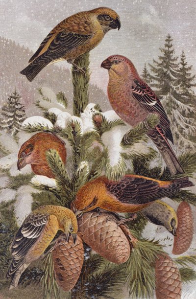 Pine Grosbeak and Crossbill, plate from Brehms Tierleben by German School
