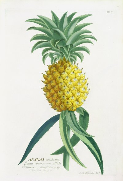 Pineapple engraved by Johann Jakob Haid by German School