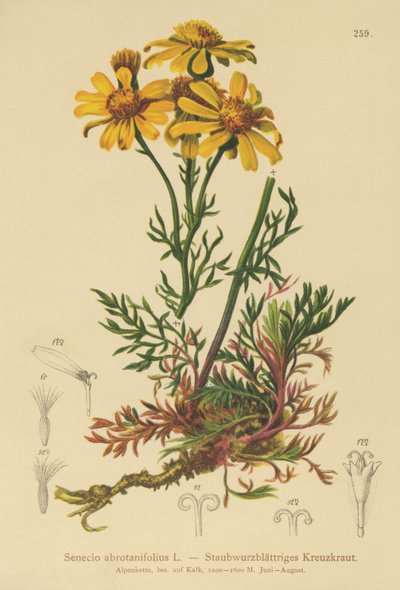 Pinnate-leaved Ragwort by German School