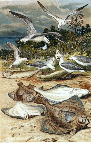 Plaice, Plate from 