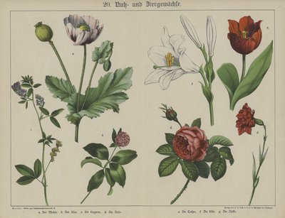 Plants by German School