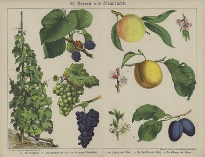 Plants by German School