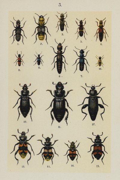 Plate from The Young Beetle-Collector