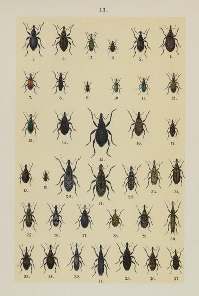Plate from The Young Beetle-Collector