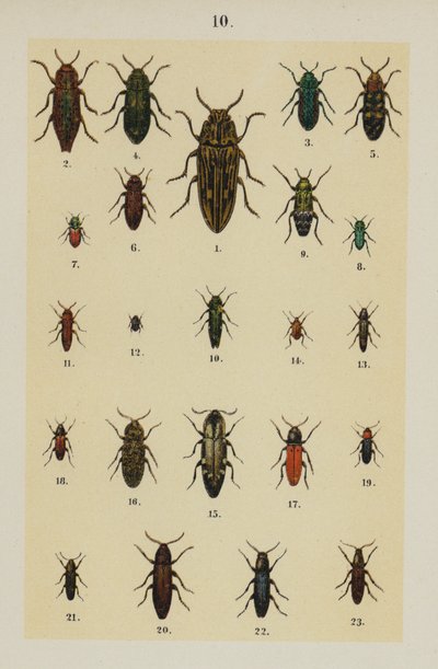 Plate from The Young Beetle-Collector