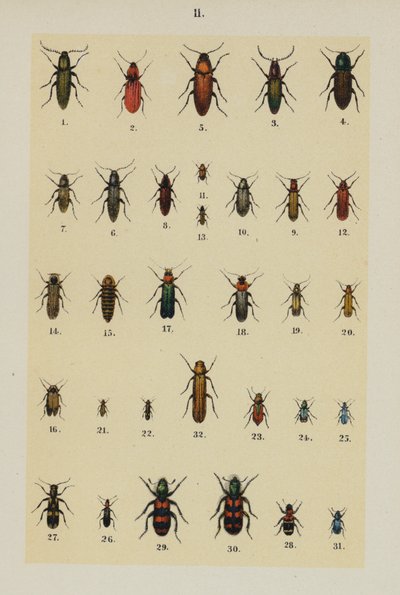 Plate from The Young Beetle-Collector