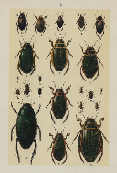 Plate from The Young Beetle-Collector