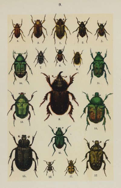 Plate from The Young Beetle-Collector