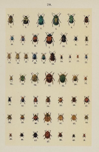 Plate from The Young Beetle-Collector