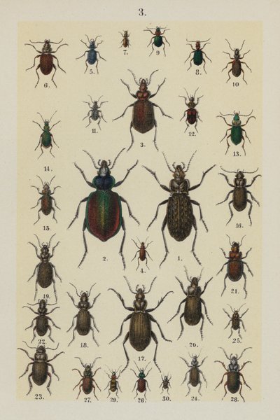 Plate from The Young Beetle-Collector
