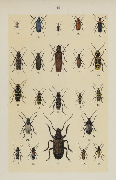 Plate from The Young Beetle-Collector
