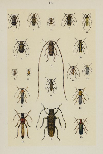 Plate from The Young Beetle-Collector