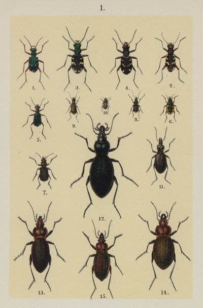 Plate from The Young Beetle-Collector