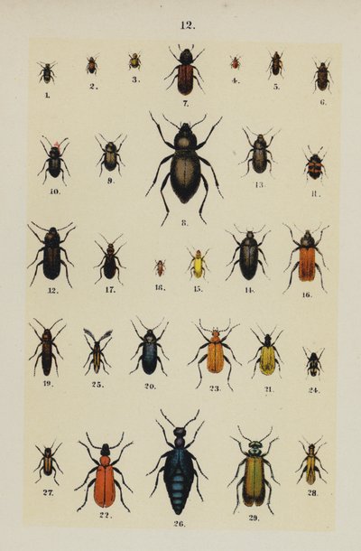 Plate from The Young Beetle-Collector