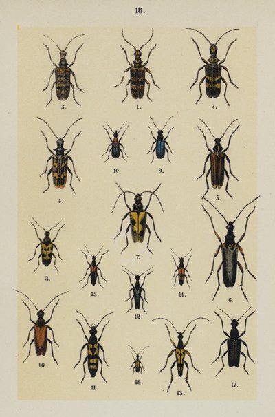 Plate from The Young Beetle-Collector