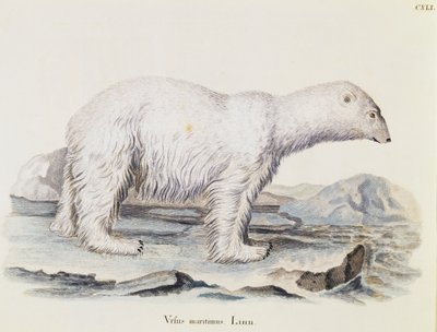 Polar bear (Ursus maritimus), from Mammals illustrated from Nature with descriptions, by Johann Christian Daniel von Schreber, engraving by IC Bock after drawing by Marechal, volume 3, table 141, Germany by German School