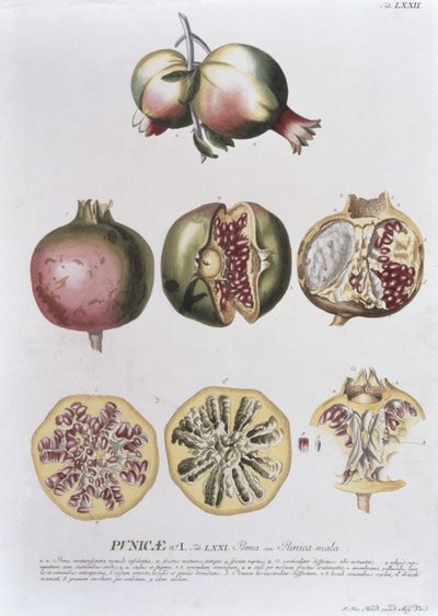 Pomegranate, engraved by Johann Jakob Haid plate 72 from a botanical book, pub. by Augustus Vind by German School
