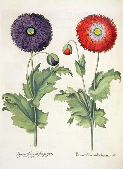 Poppies, from the Hortus Eystettensis by Basil Besler, pub. 1613 by German School