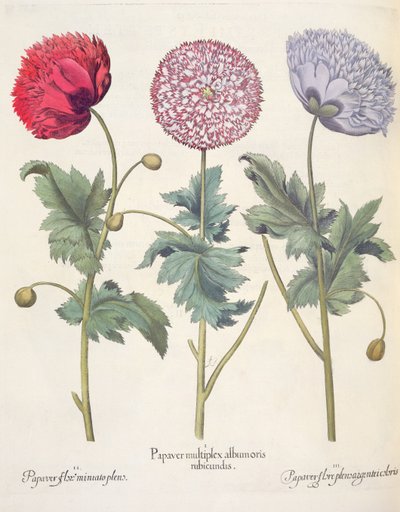 Poppies, from the Hortus Eystettensis by Basil Besler, pub. 1613 by German School