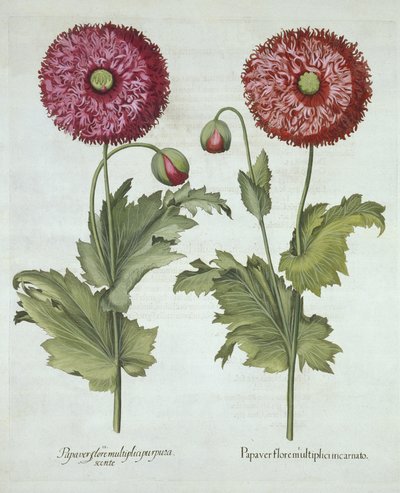 Poppies, from Hortus Eystettensis by German School