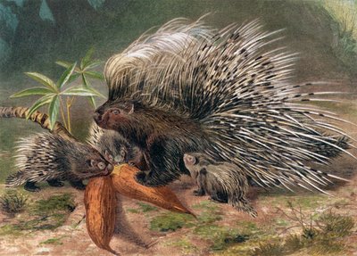 Porcupine, plate from Brehms Tierleben by German School