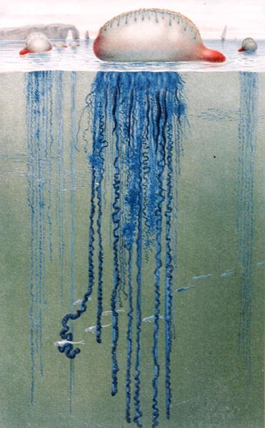 Portuguese Man-of-War, plate from "Brehms Tierleben: Allgemeine Kunde des Tierreichs", vol.10, p.552, published by Bibliographisches Institut by German School