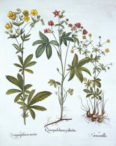 Potentillas, from Hortus Eystettensis by German School