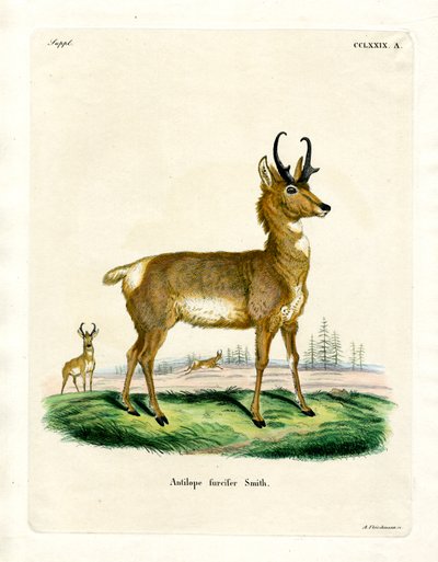 Pronghorn Antelope by German School