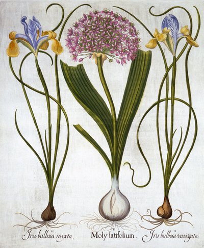 Purple Sensation, and Spanish Irises, from Hortus Eystettensis by German School
