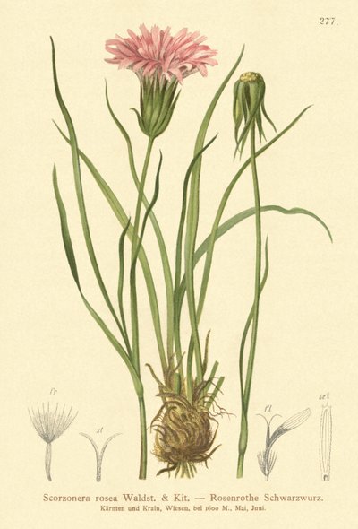 Purple Vipers-grass by German School