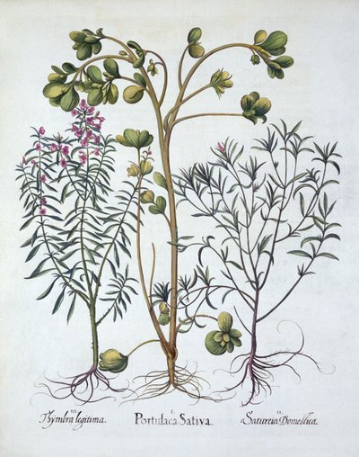 Purslane, Summer Savory and Winter Savory, from Hortus Eystettensis by German School