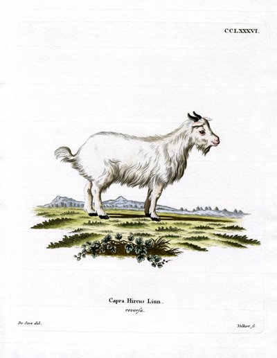 Pygmy Goat by German School