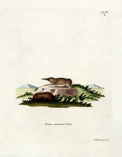 Pygmy Shrew by German School