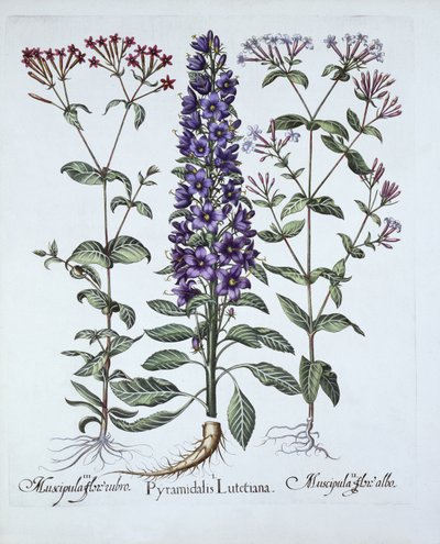 Pyramidal Campanula, Muscipulas, from Hortus Eystettensis by German School