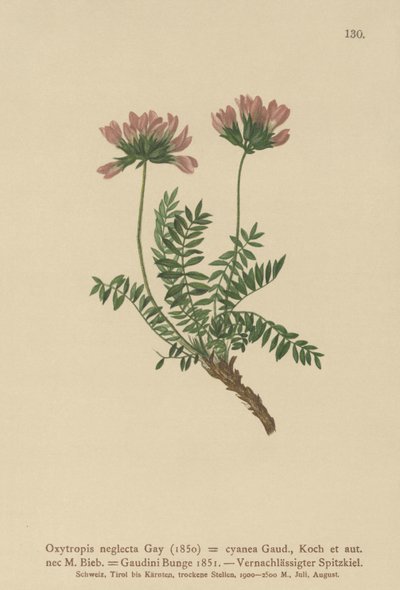 Pyrenean Milk Vetch by German School