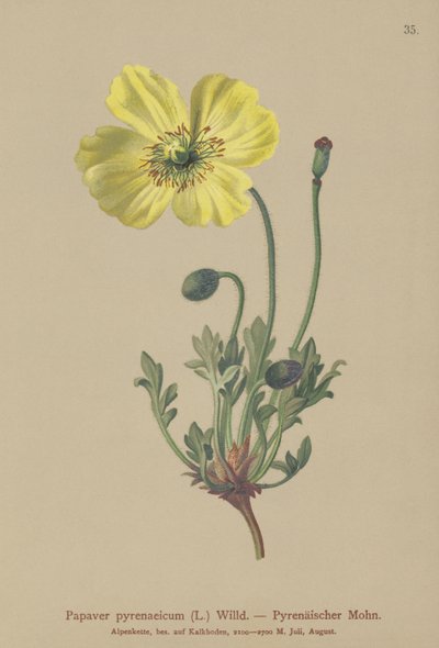 Pyrenean Poppy by German School