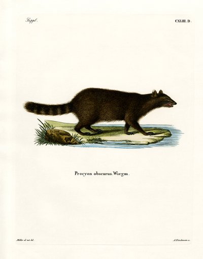 Raccoon by German School