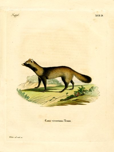 Raccoon Dog by German School