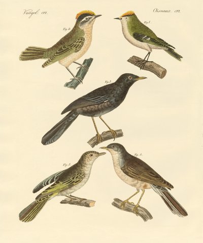 Rare and beautiful European and German birds by German School