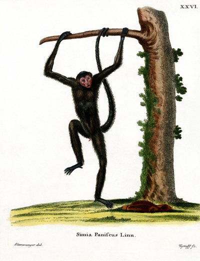 Red-faced Spider Monkey by German School