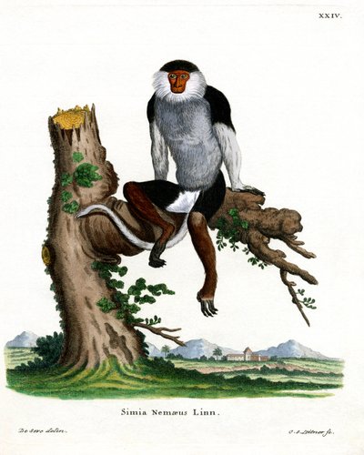 Red-shanked Douc Langur by German School